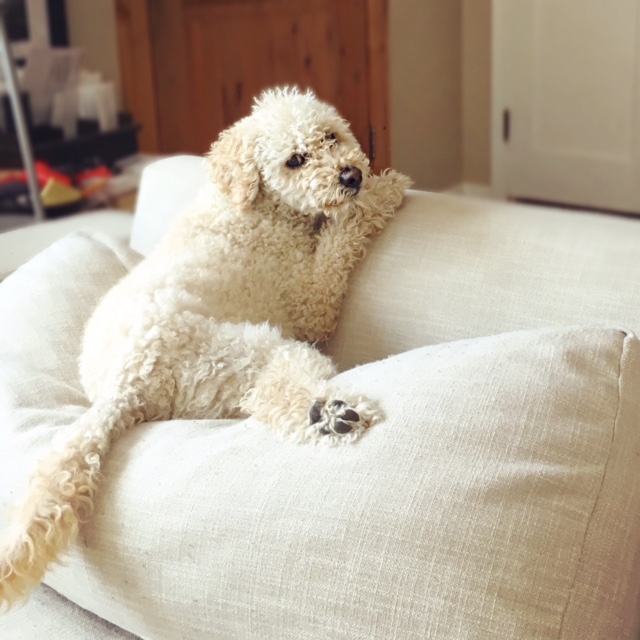 Preface: The Menagerie of Creatures