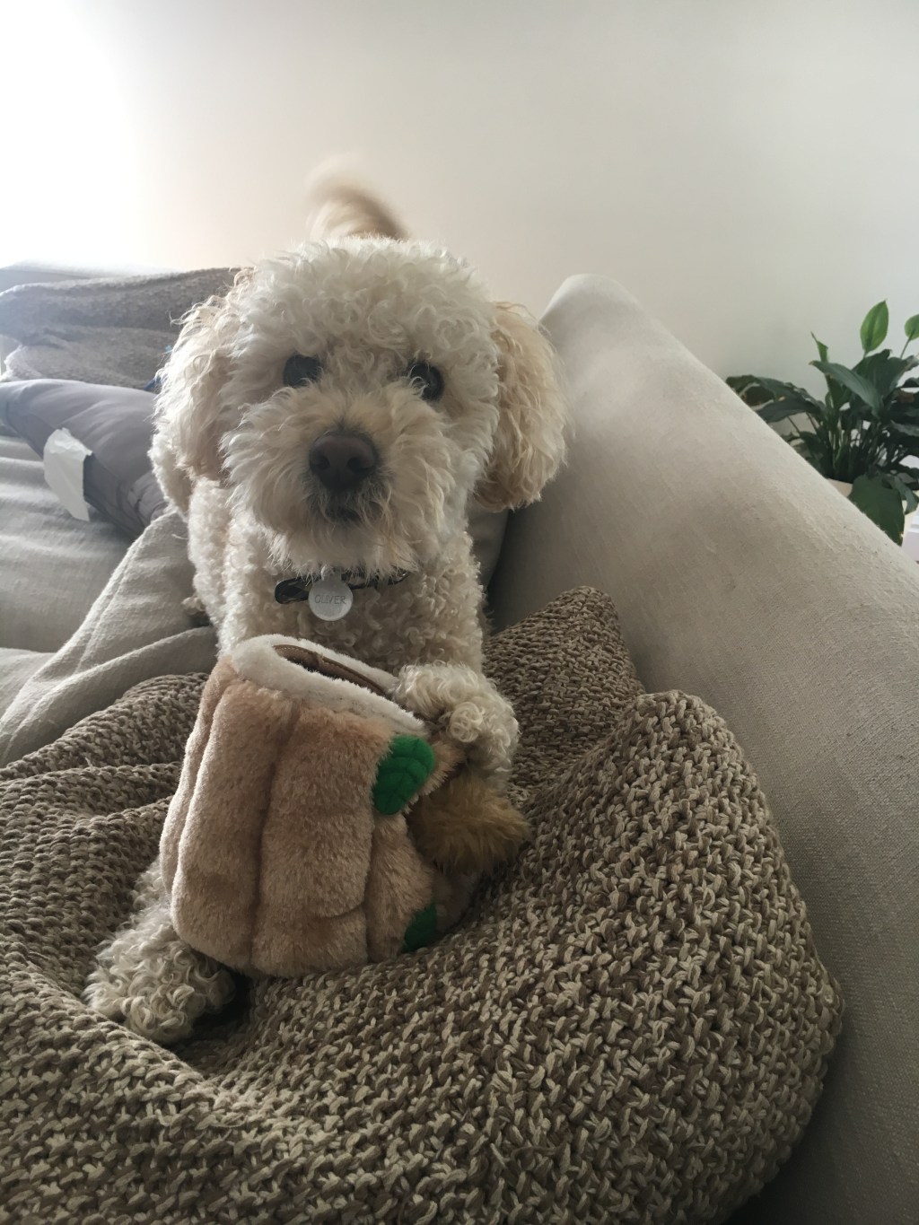 He Shit The&nbsp;Bed