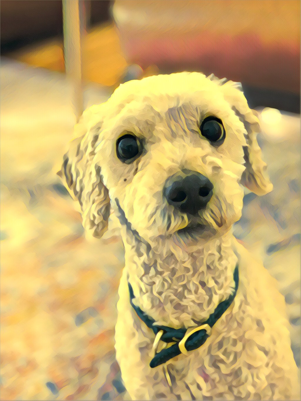 Our Chewed Up&nbsp;Oliver