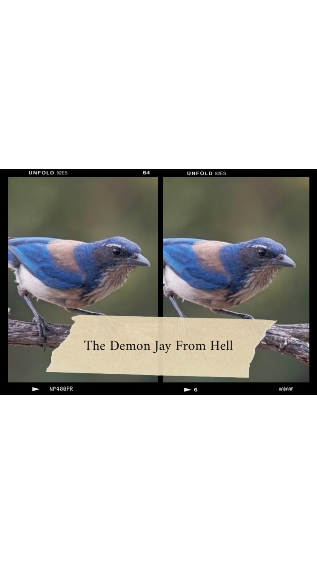 The Demon Jay From The Pits of&nbsp;Hell